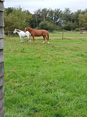 Chevaux dans un des prés de la pension équine Horsin'go, près de Vichy